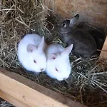 팜스테이 Maja *