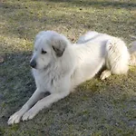 Maja