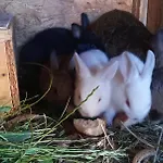 Alojamento de Turismo Rural Maja Guhrow