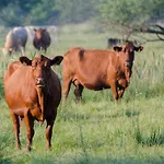 Alojamento de Turismo Rural Maja