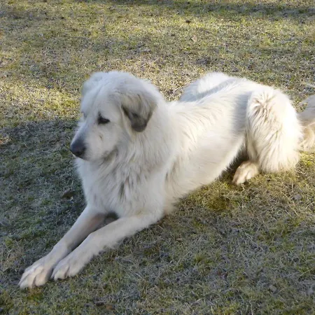 Maja