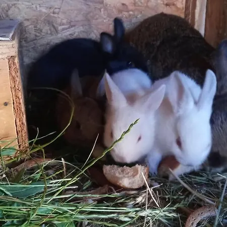 Κατάλυμα σε φάρμα Maja Guhrow