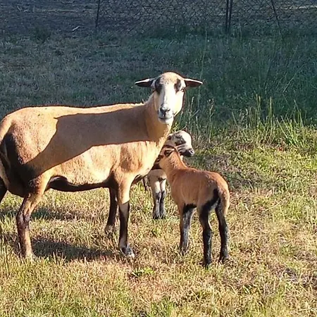 Maja Κατάλυμα σε φάρμα Guhrow