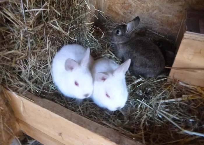 Vakantieboerderij Maja *