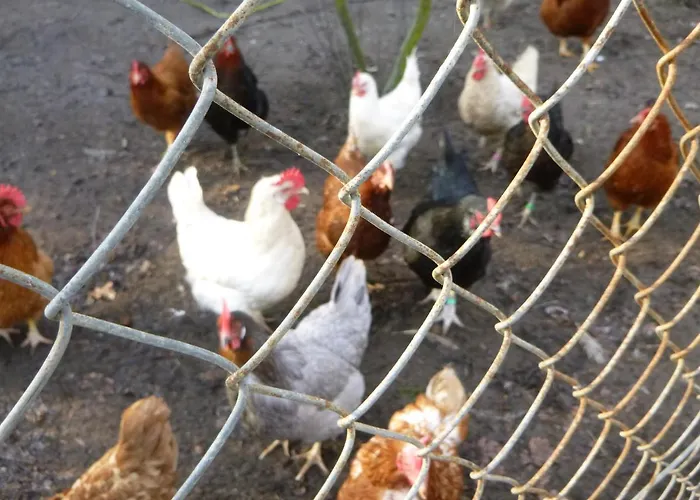 Maja Vakantieboerderij