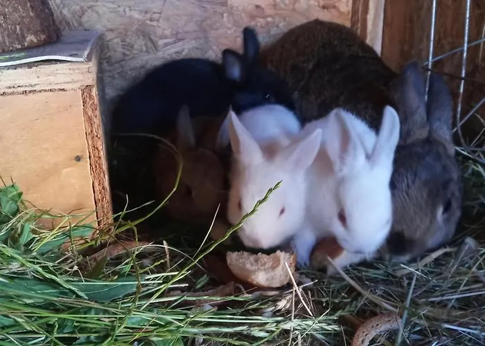 ファームステイ Maja Guhrow