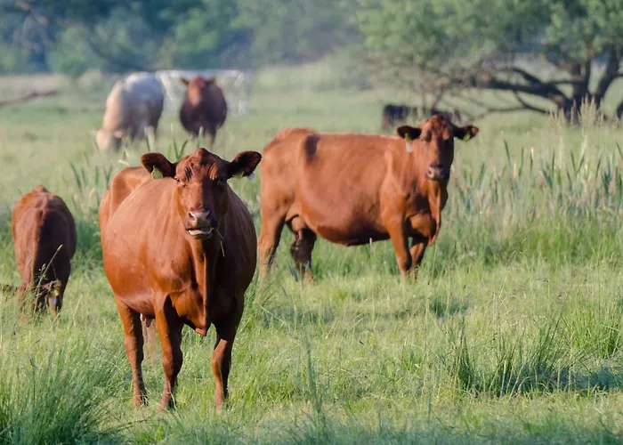 בית חווה Maja